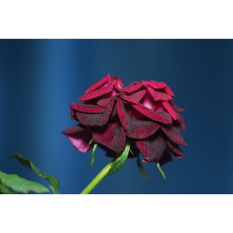 Blossoming Rose Mural Wallpaper Flower Wall Decor for Bedroom Living Room