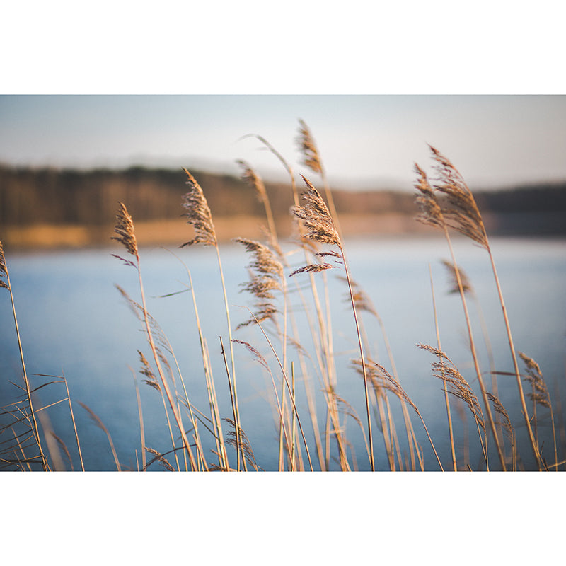 Reed Wall Mural Decal Customized Size Minimalist Wall Art for Meeting Room