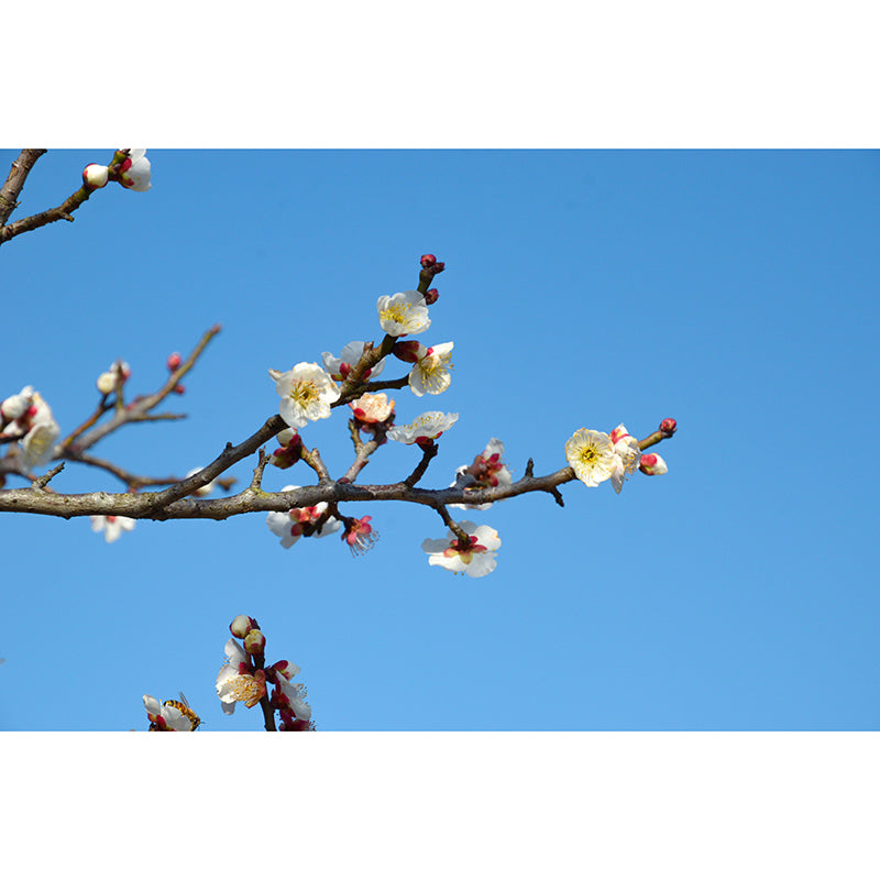 Modern Blossoming Flower Wall Paper Murals Stain Resistant Wall Decor for Bedroom