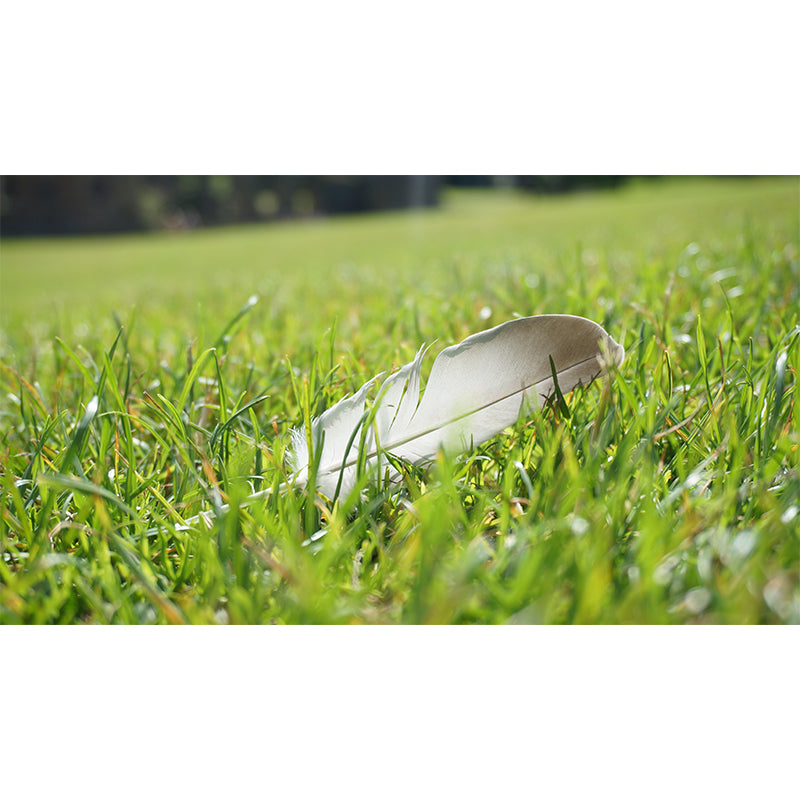 Contemporary Feather Mural Wallpaper Stain Resistant Wall Covering for Living Room