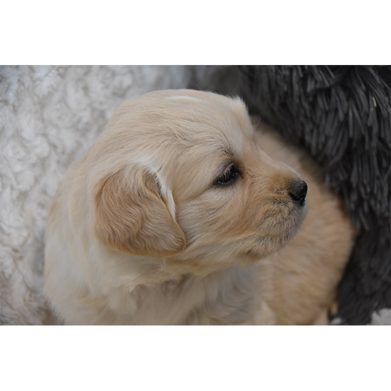 Cute Dog Mural Decal for Living Room Animals Waterproof Wall Art, Custom Made