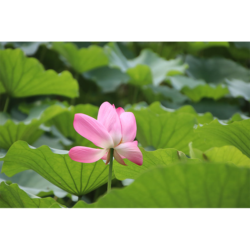 Pure Lotus Mural Wallpaper in Pink Bedroom Decorative Wall Covering, Custom-Printed