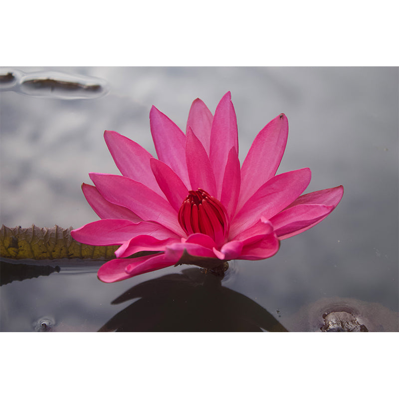 Blooming Flower Wall Mural Water-Resistant Contemporary Wall Covering for Bedroom