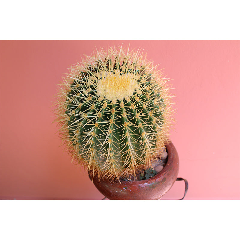 Tropical Cactus Mural Wallpaper Water Resistant Wall Decor for Bedroom