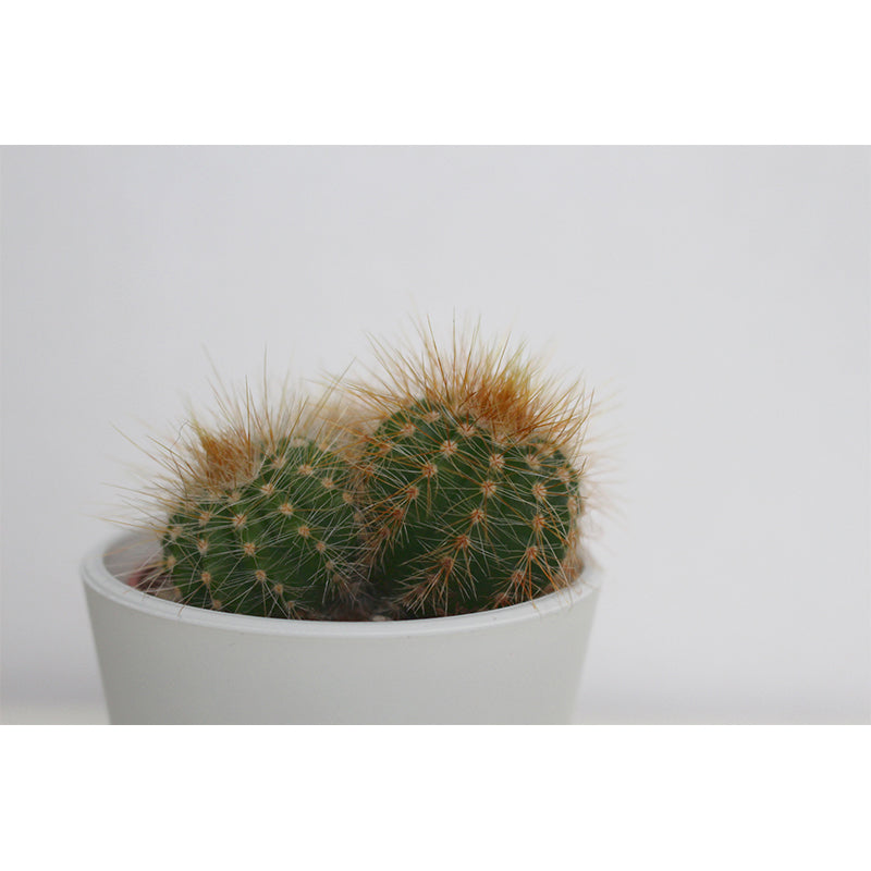 Tropical Cactus Plant Wall Mural Decal Customized Size Minimalist Wall Art for Meeting Room