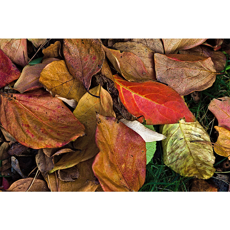 Autumn Leaves Waterproofing Wall Mural Customized Size Wall Art for Sitting Room