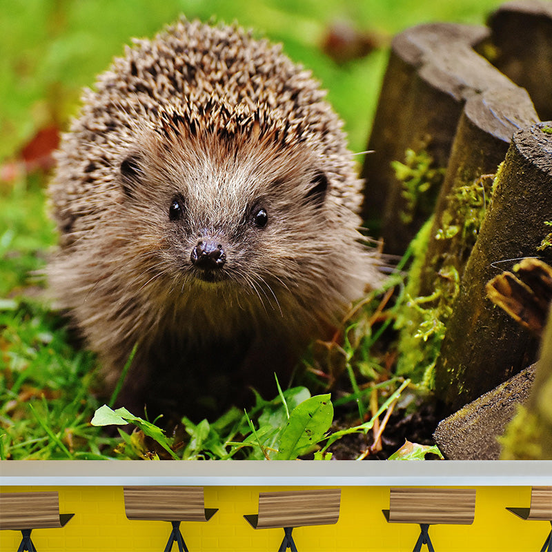Photography Mural Wall Decor Hedgehog Mildew Resistant Living Room Wall Mural Wall Art