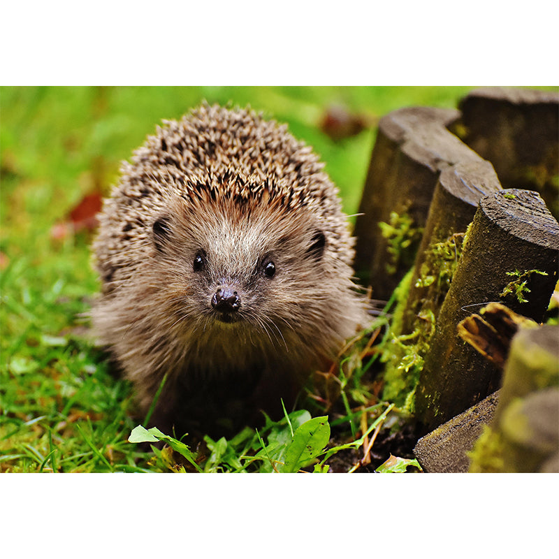 Photography Mural Wall Decor Hedgehog Mildew Resistant Living Room Wall Mural Wall Art