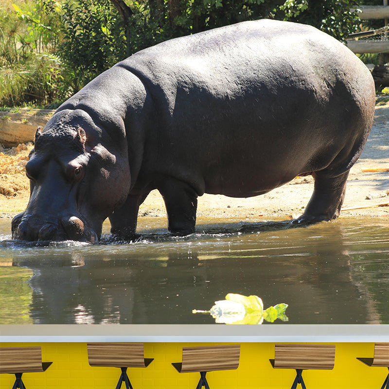 Photography Mural Wall Decor Hippo Mildew Resistant Living Room Wall Mural Wall Art