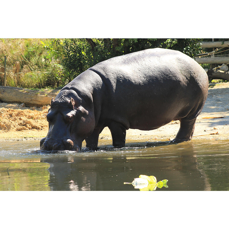 Photography Mural Wall Decor Hippo Mildew Resistant Living Room Wall Mural Wall Art