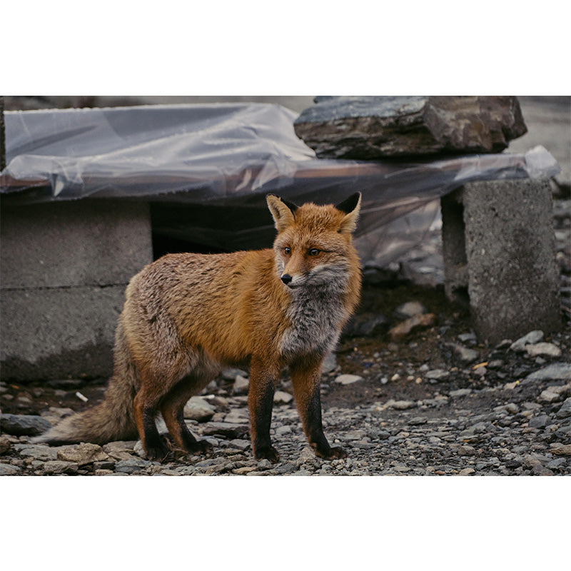 Photography Mural Wall Decor Red Fox Mildew Resistant Living Room Wall Mural Wall Art