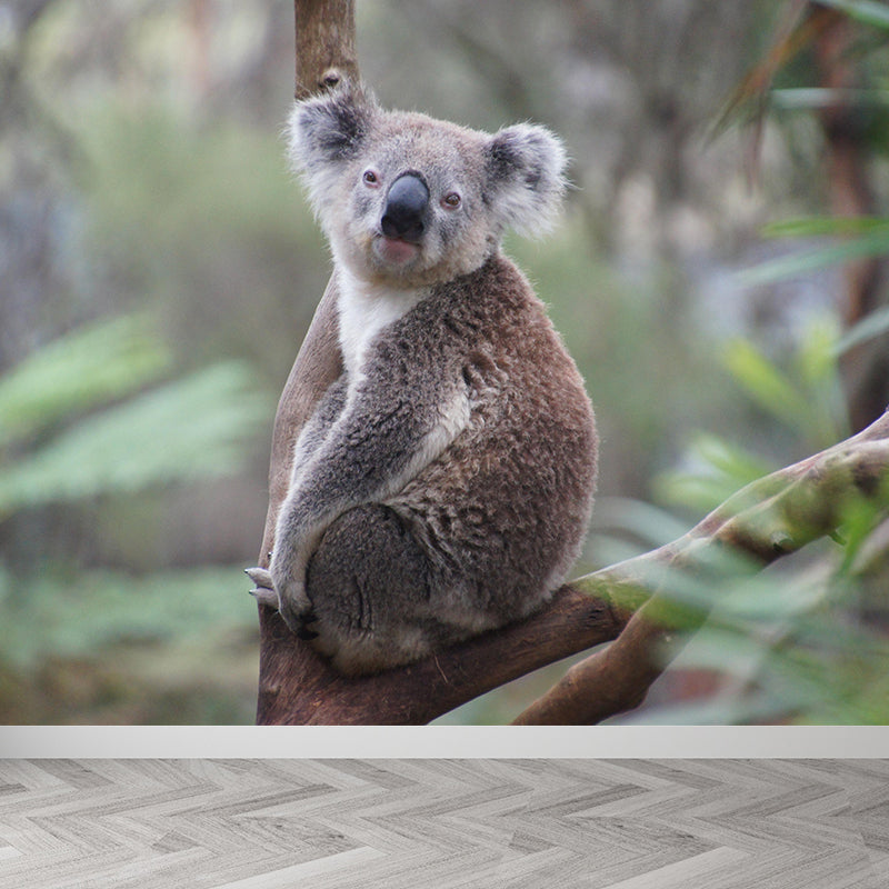 Modern Cute Koala Mural Wall Decor Mildew Resistant Living Room Wall Mural for Wall Decor