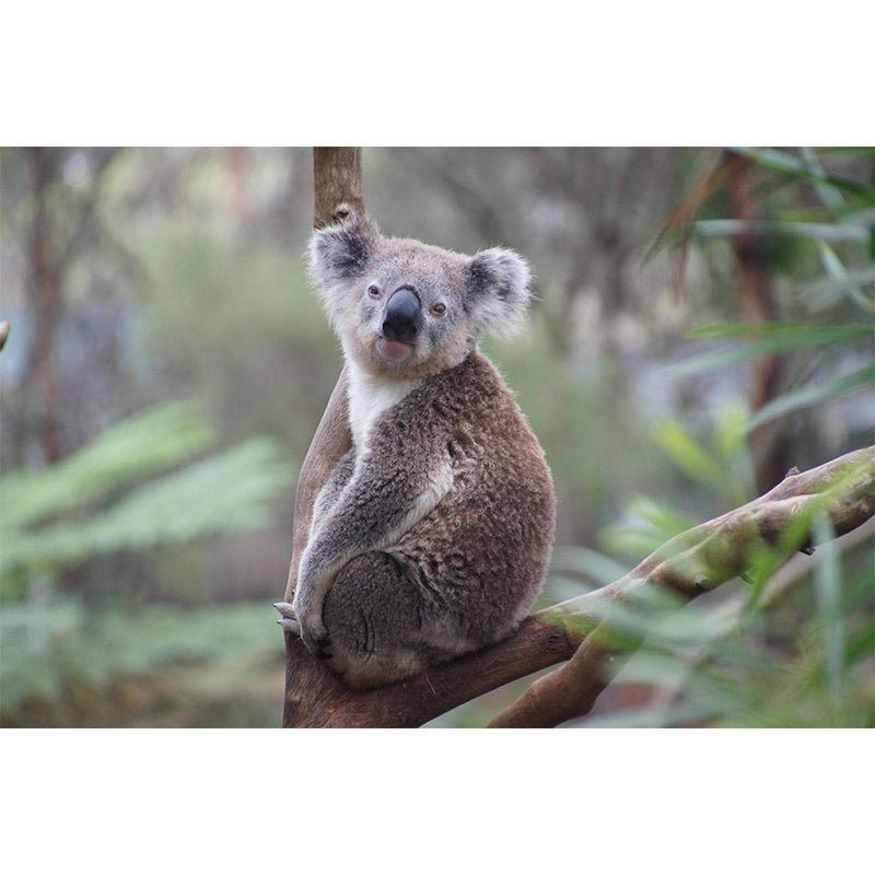 Modern Cute Koala Mural Wall Decor Mildew Resistant Living Room Wall Mural for Wall Decor