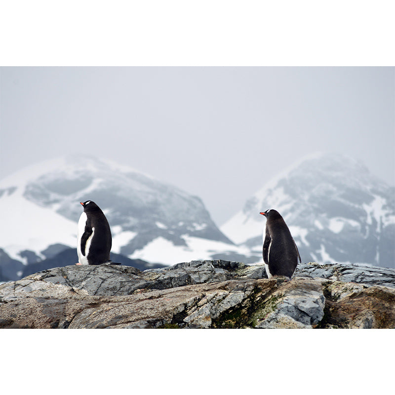 Modern Penguin Mural Wall Decor Mildew Resistant Living Room Wall Mural for Wall Decor