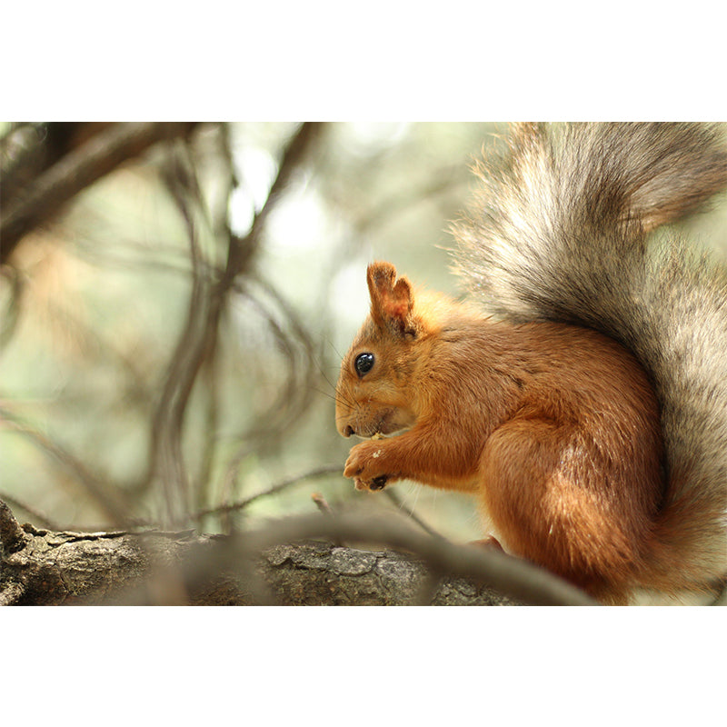 Photography Squirrel Mural Wall Decor Mildew Resistant Living Room Wall Mural Wall Art