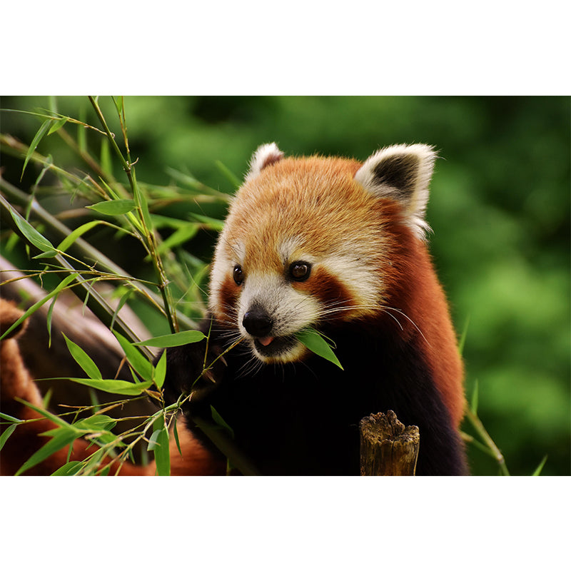 Modern Style Red-Panda Mural Wall Decor Mildew Resistant Living Room Wall Mural Wall Art