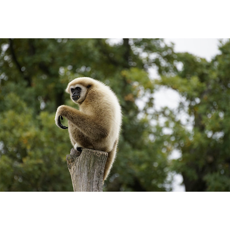 Modern Style Gibbon Mural Wall Decor Mildew Resistant Living Room Wall Mural Wall Art