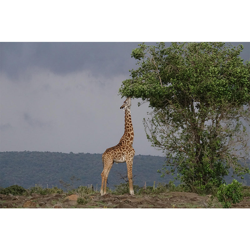 Photography Tropical Giraffe Mural Wall Decor Eco-friendly Wall Art for Decoration