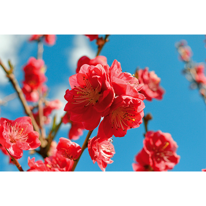 Peach Flower Blooming Wall Mural Photography Modern Living Room Wall Covering