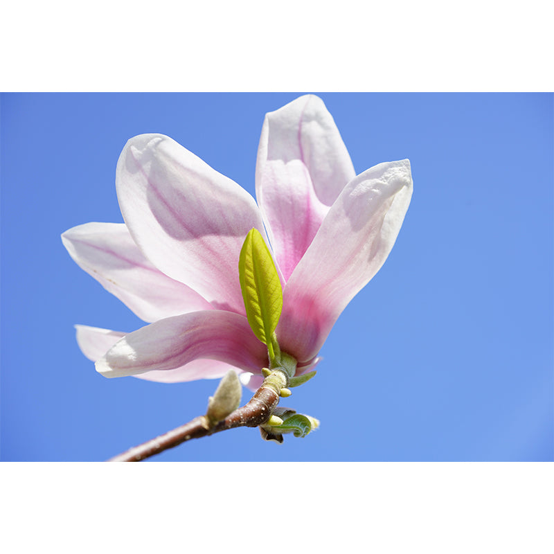 Contemporary Magnolia Wall Mural Moisture Decorative Eco-friendly for Home Decor