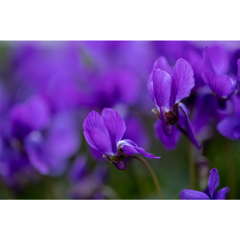 Violet Flower Wall Mural Moisture Protection Modern Living Room Wall Covering