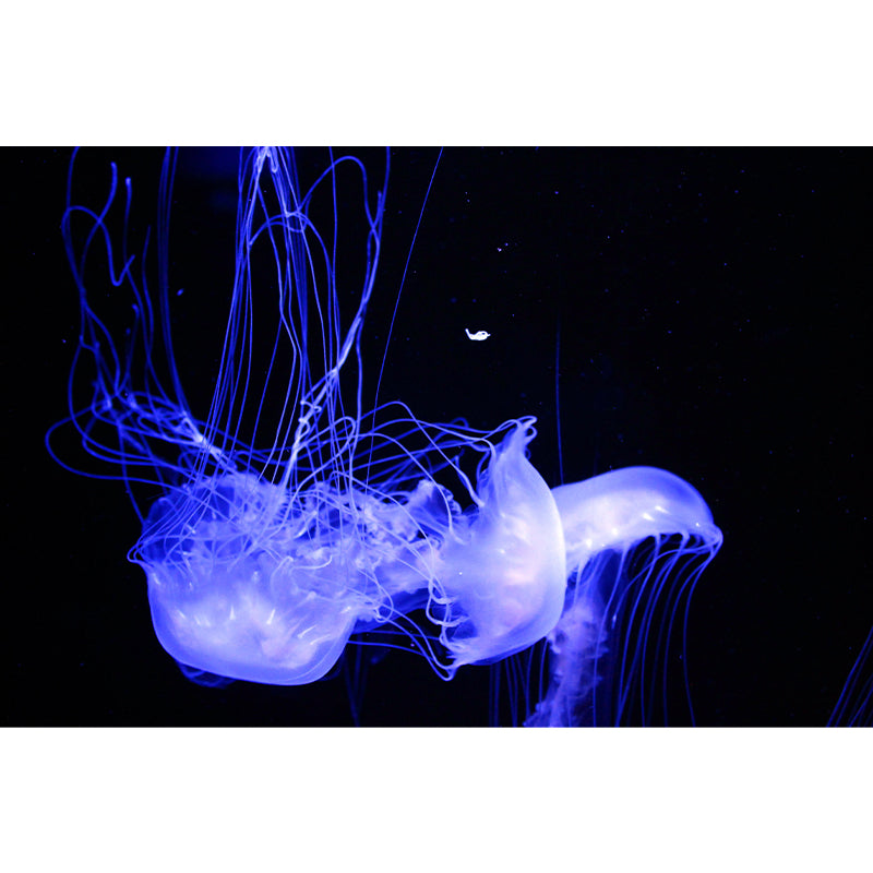 Jellyfish Mural Decal Wall Art Mildew Resistant for Decoration Sitting Room