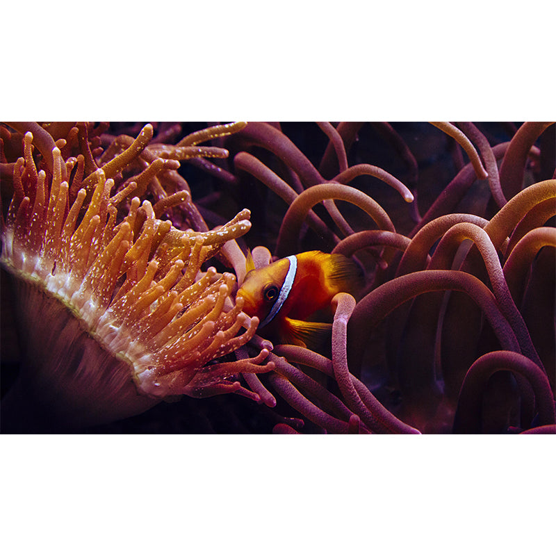 Tropical Seabed Mural Full Size Clownfish Pattern Wall Decoration for Living Room