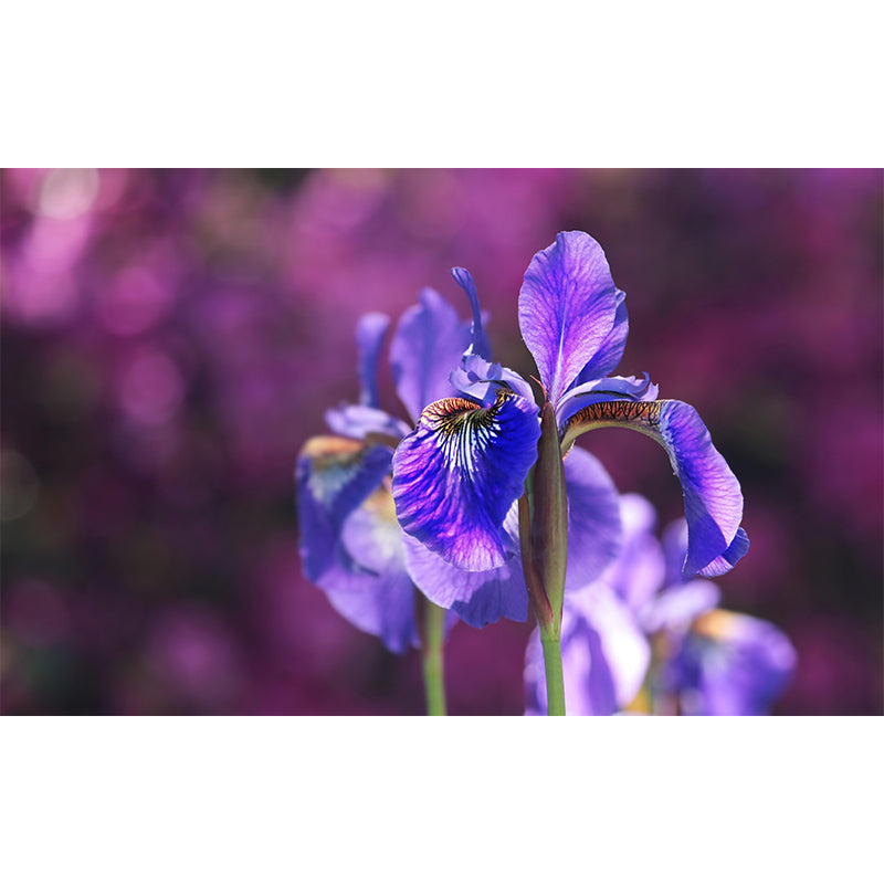 Contemporary Flower Blooming Wall Mural Moisture Decorative Eco-friendly for Home Decor