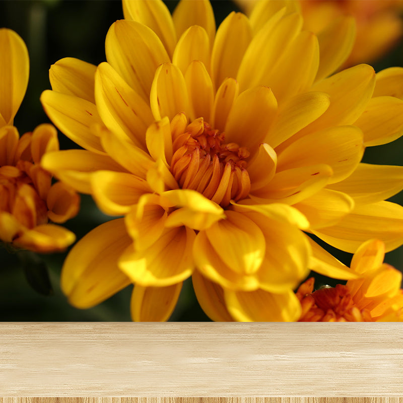 Chrysanthemum Wall Mural Photography Horizontal Modern Living Room Wall Covering