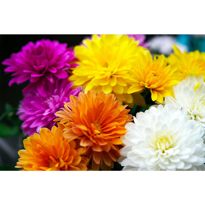 Chrysanthemum Wall Mural Photography Horizontal Modern Living Room Wall Covering