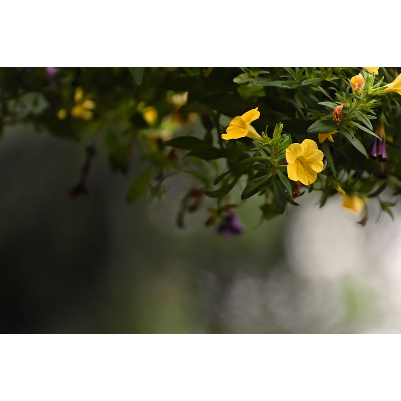 Contemporary Morning Glory Wall Mural Moisture Decorative Eco-friendly for Home Decor