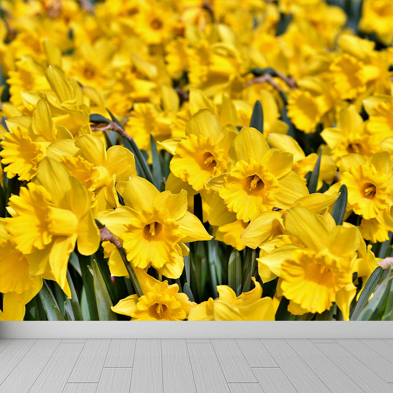 Daffodil Flower Wall Mural Photography Horizontal Modern Living Room Wall Covering