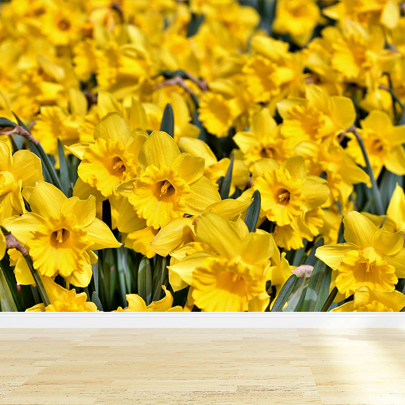 Daffodil Flower Wall Mural Photography Horizontal Modern Living Room Wall Covering