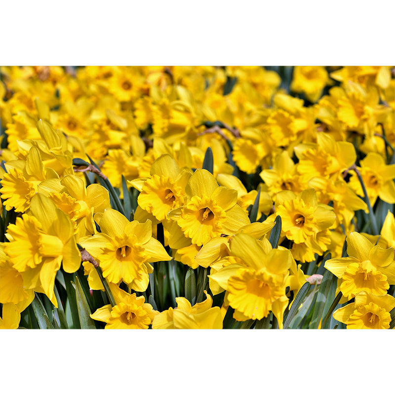 Daffodil Flower Wall Mural Photography Horizontal Modern Living Room Wall Covering