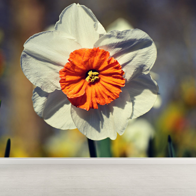 Daffodil Flower Wall Mural Photography Horizontal Modern Living Room Wall Covering