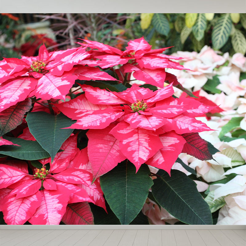 Contemporary Poinsettia Wall Mural Moisture Decorative Eco-friendly for Home Decor