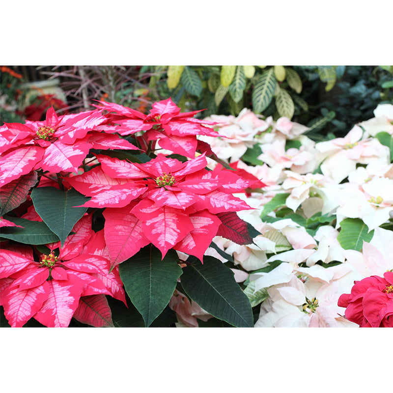 Contemporary Poinsettia Wall Mural Moisture Decorative Eco-friendly for Home Decor