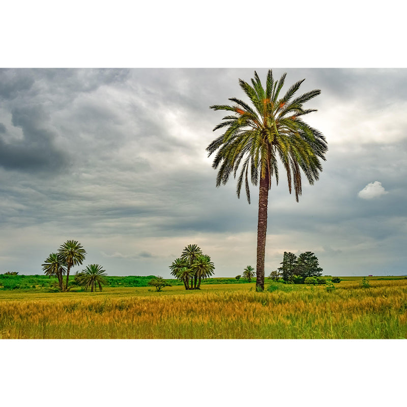 Large Tropical Scenery with Palm Trees Contemporary Style Decorating Wall Art