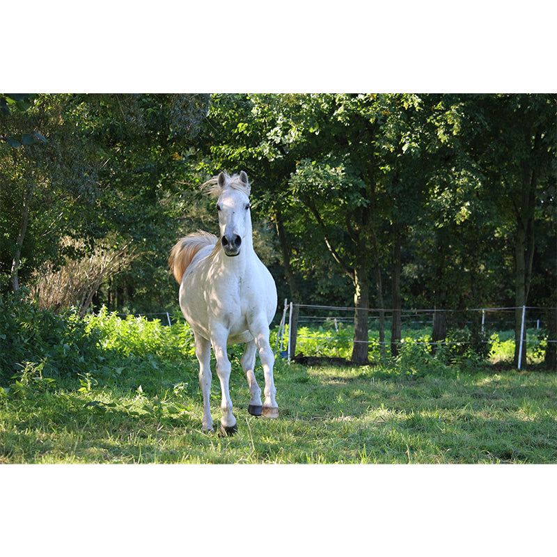 Customized White Horse Mural Decal for Kitchen Animals Wall Art in Soft Color