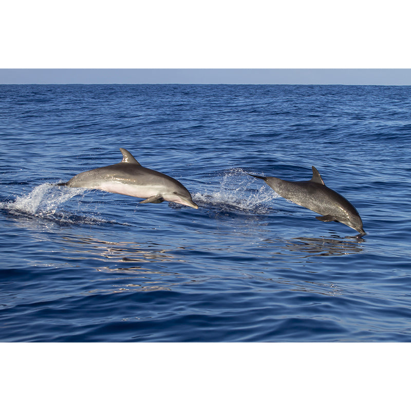 Photography Lovely Dolphins Mural Wallpaper Contemporary Wall Covering for Home Decoration