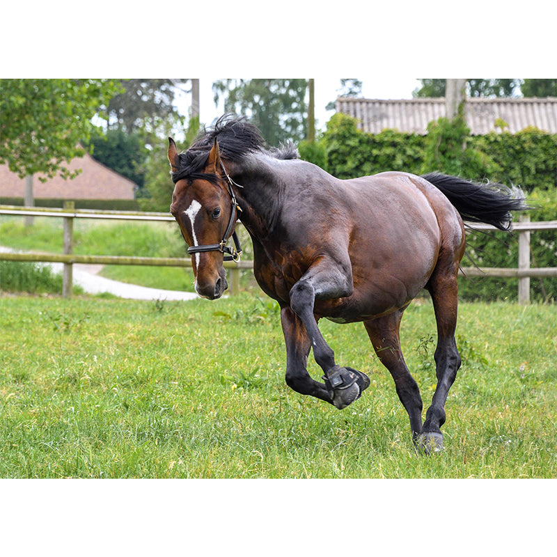 Large Horse Mural Eco-friendly Wallpaper Soft Color Wall Decor for Living Room