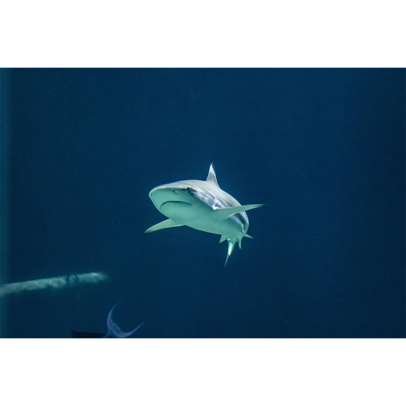 Photography Ferocious shark Mural Wallpaper Contemporary Wall Covering for Home Decoration