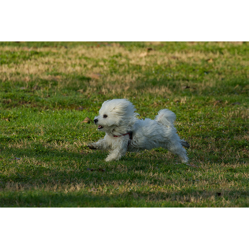 Different Kinds Dog Mural Decal Customized Modern Wall Covering for Bedroom