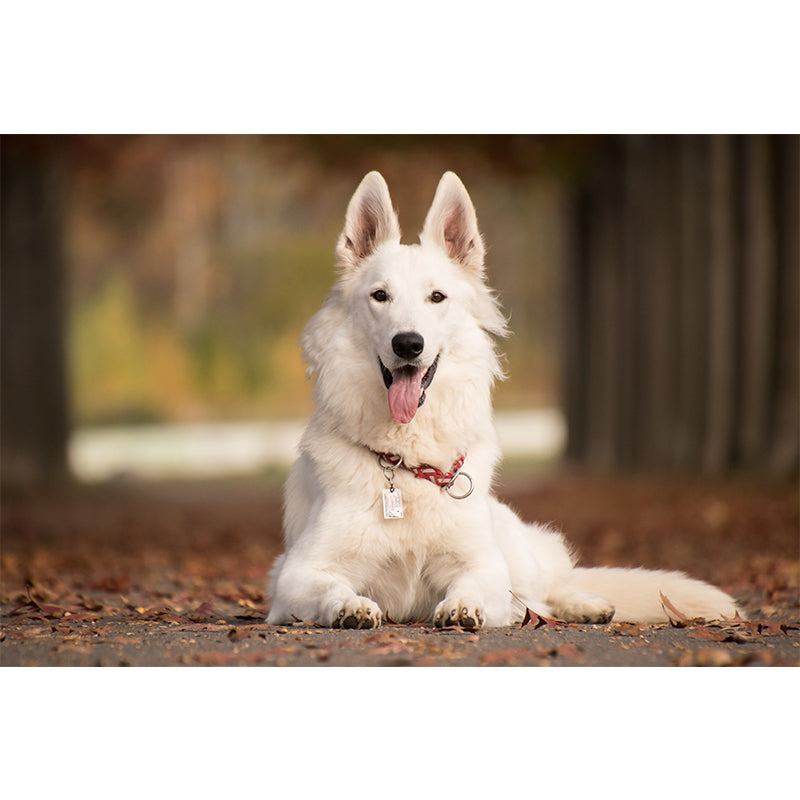 Cute Intelligent Dog Mural Decal for Living Room Wall Art, Made to Measure