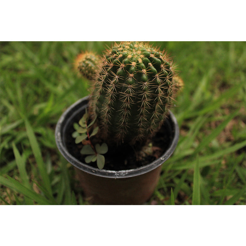 Vivid Green Plants Home Decor Murals Paper Decoration for Bedroom Living Room