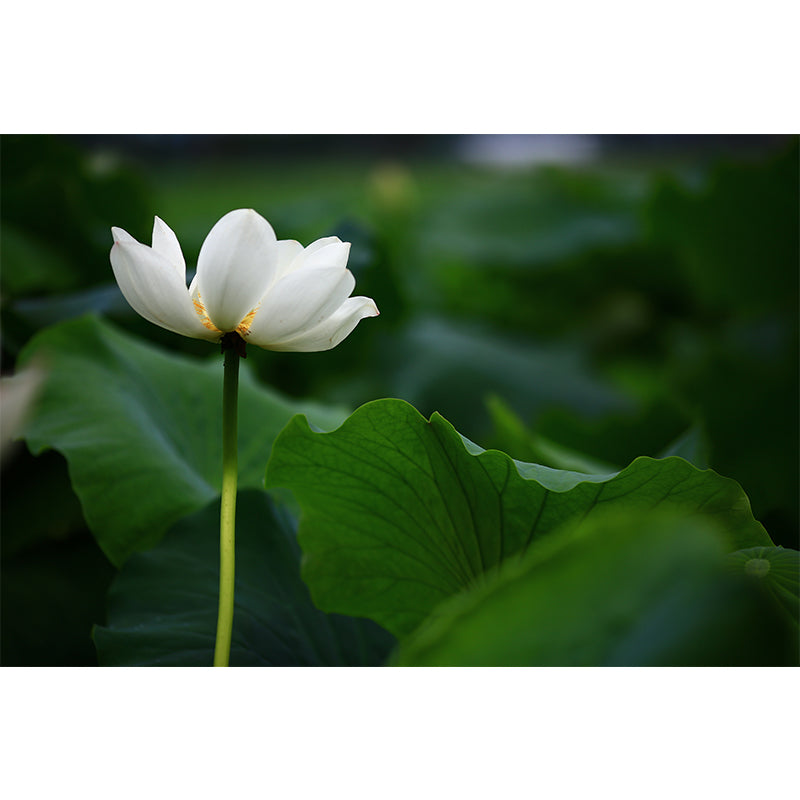 Blooming Lotus Flower Murals Wallpaper Modern Stain Resistant Wall Decor for Bedroom