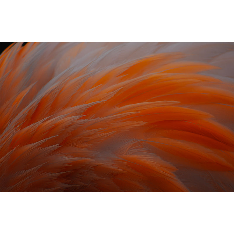 Feather Wall Mural Personalized Contemporary Wall Art for Accent Wall, Stain-Resistant