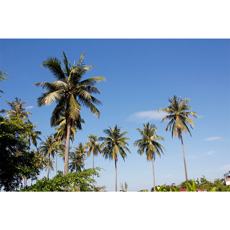 Beautiful View of Palm Tree Wall Mural for Living Room Wall Decor, Custom Made