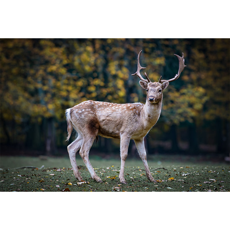 Deer Wall Decal Stain Resistant Mural Wallpaper Contemporary Bedroom Wall Covering