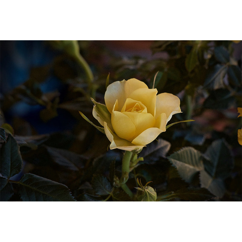 Modern Blossoming Rose Wall Mural Waterproofing Wall Art for Bedroom Decor